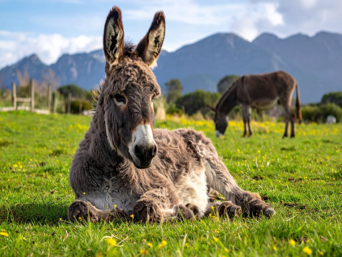 Mittagspause - Esel auf der Koppel