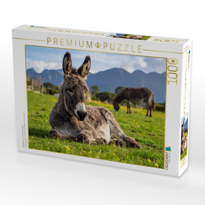 Mittagspause - Esel auf der Koppel