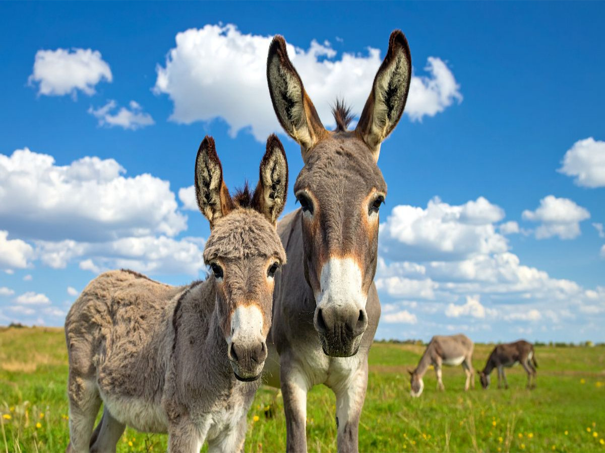 Wir sind ganz Ohr - Eselstute und Fohlen