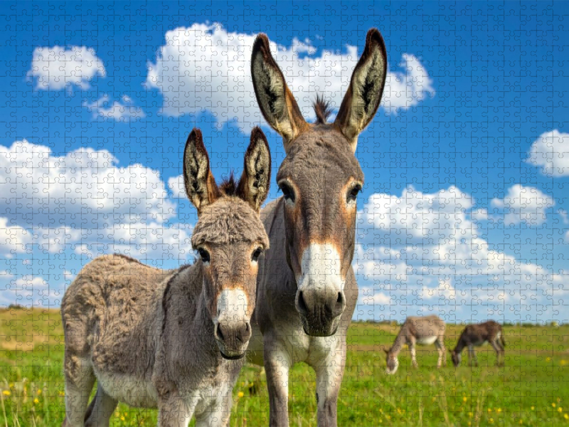 Wir sind ganz Ohr - Eselstute und Fohlen