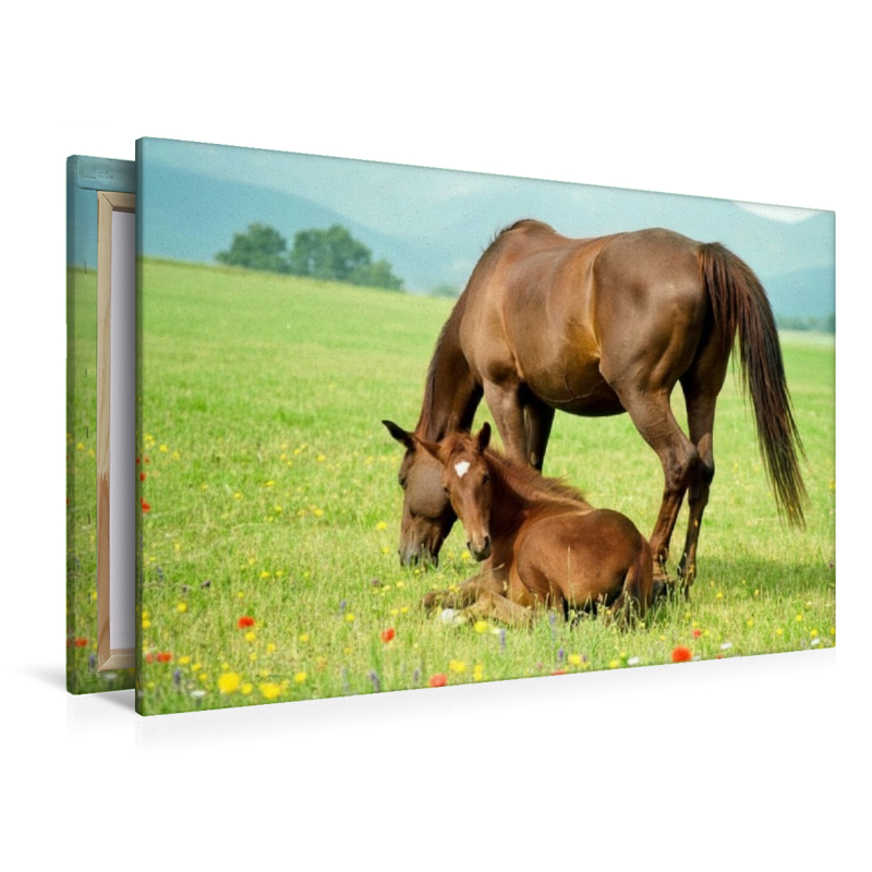 Warmblutstute und Fohlen