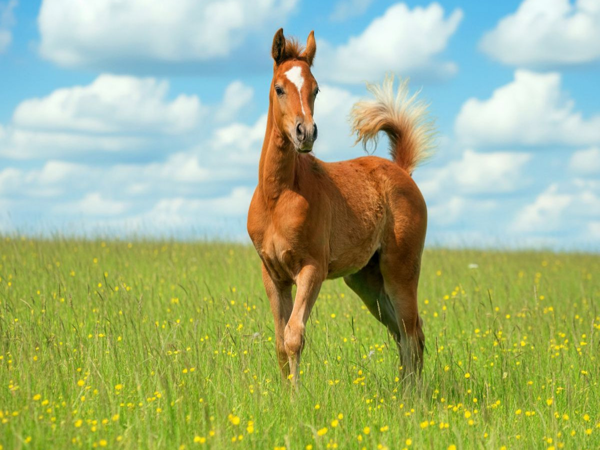 Arabisches Fohlen mit stolzem Schweif