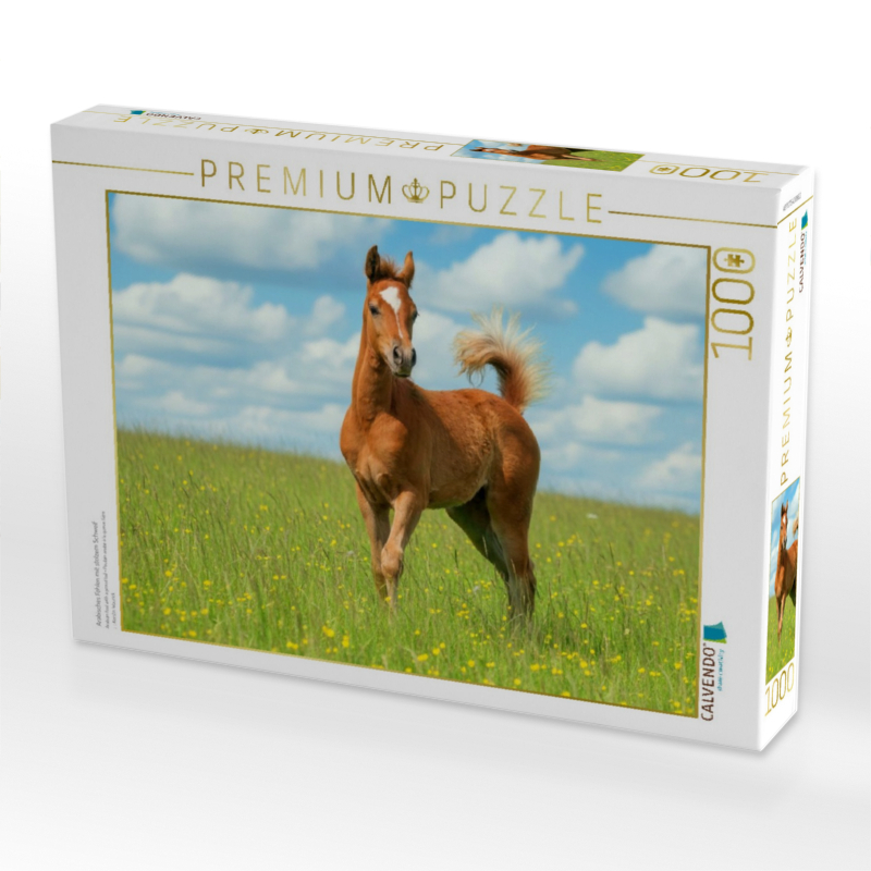 Arabisches Fohlen mit stolzem Schweif