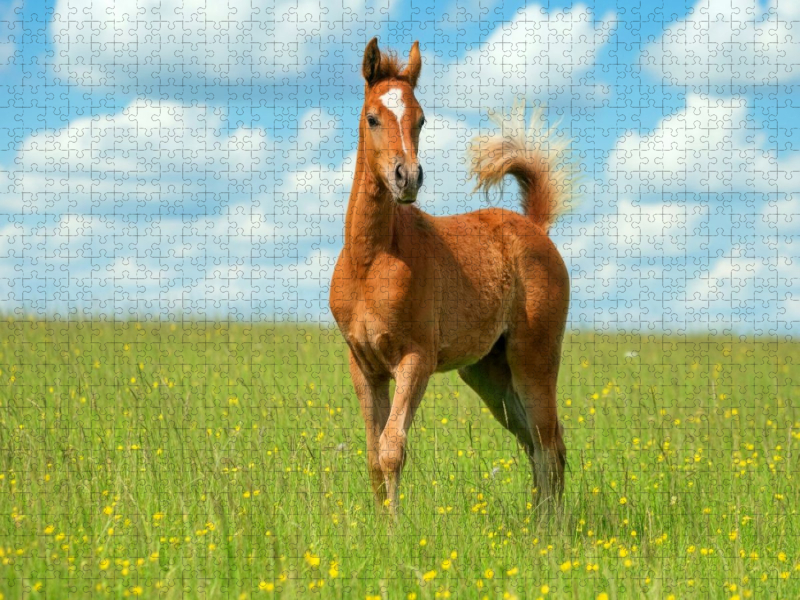 Arabisches Fohlen mit stolzem Schweif