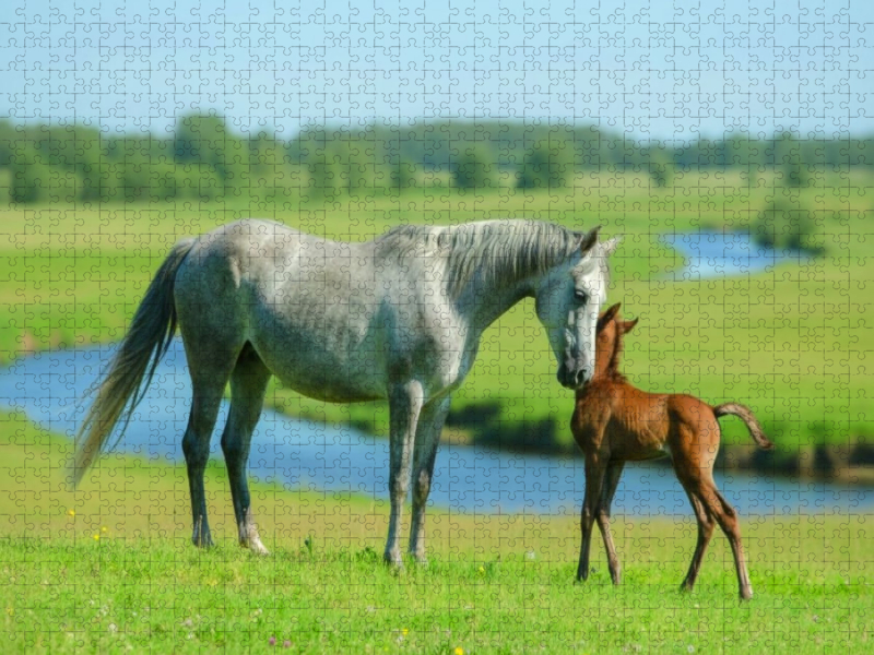 Araberstute mit ihrem Fohlen am Fluss