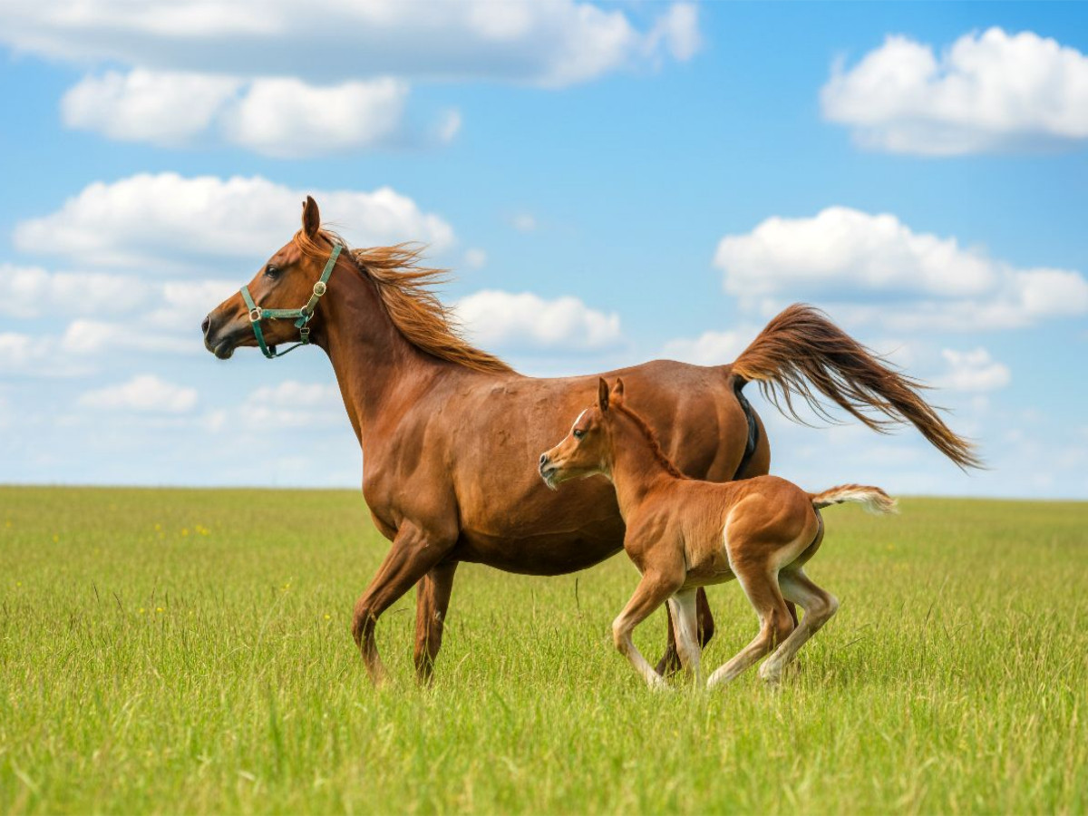 Arabische Stute und Fohlen auf der Wiese