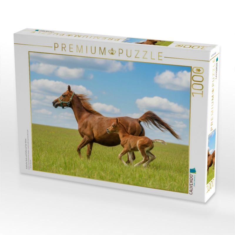 Arabische Stute und Fohlen auf der Wiese