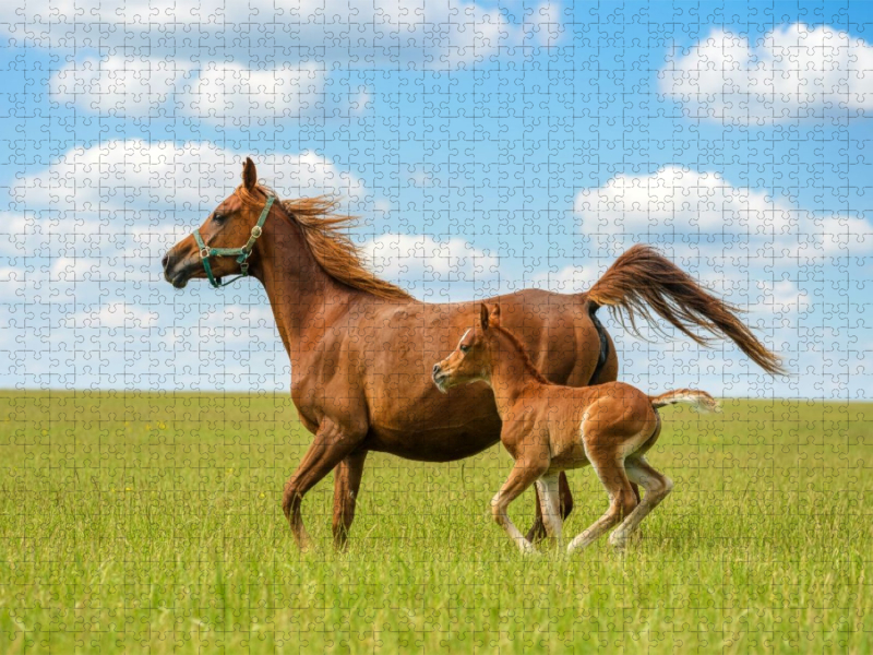 Arabische Stute und Fohlen auf der Wiese