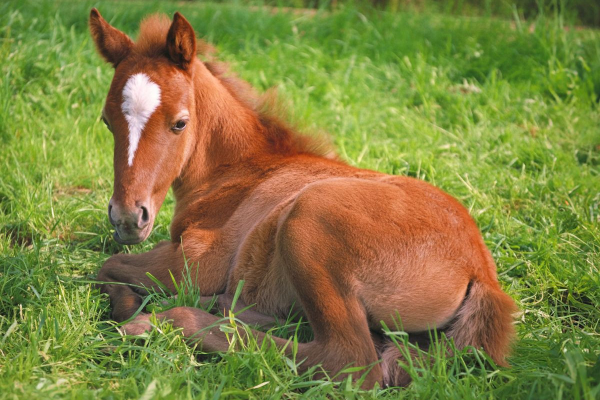 Ponyfohlen auf der Wiese