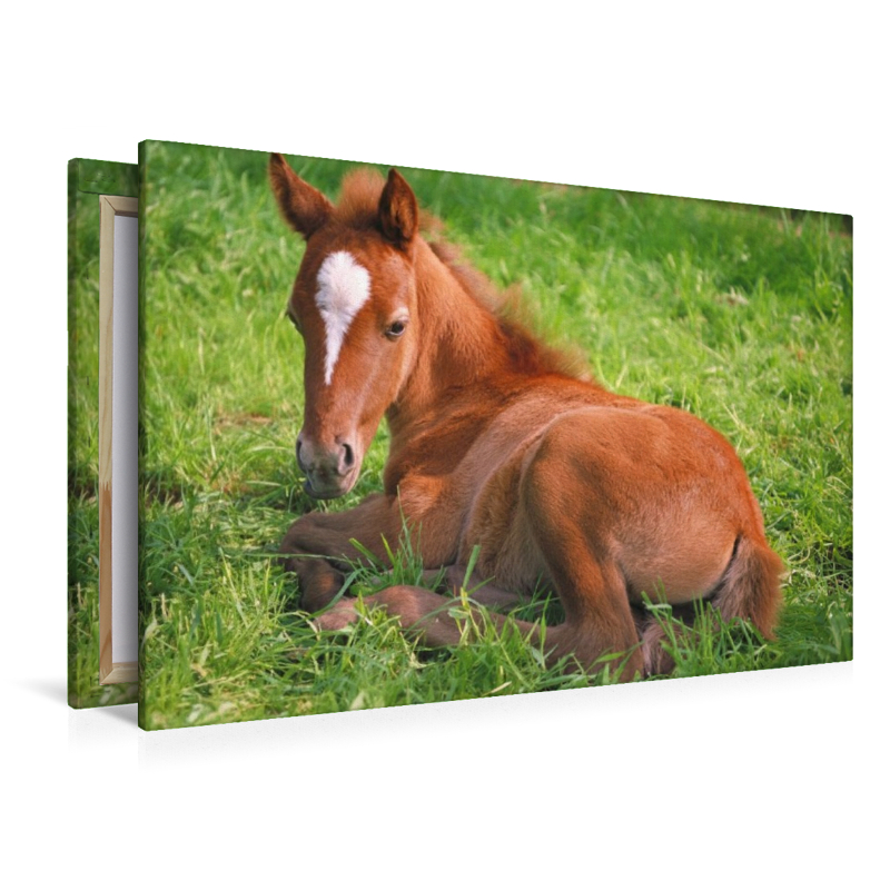 Ponyfohlen auf der Wiese