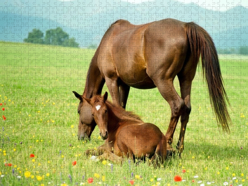 Warmblutstute und Fohlen