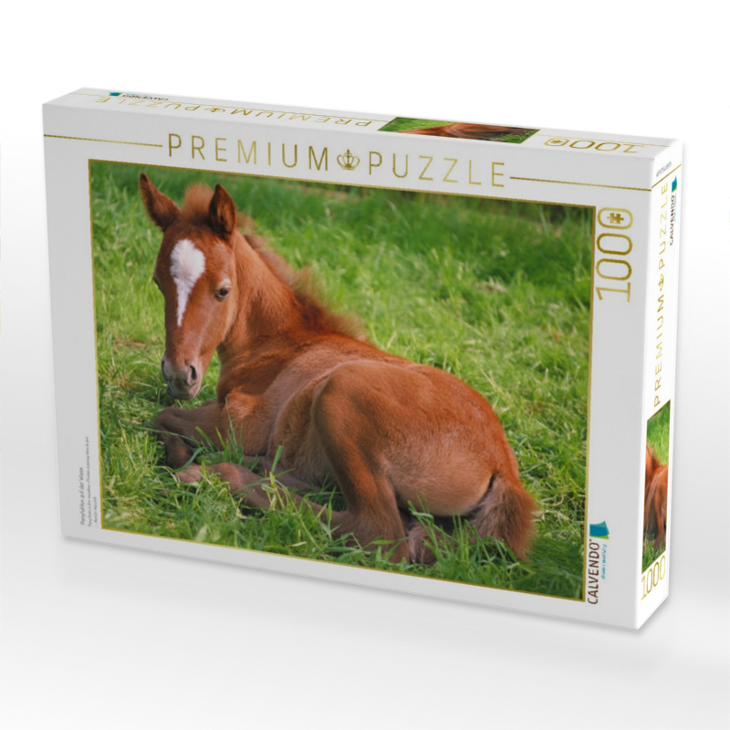 Ponyfohlen auf der Wiese