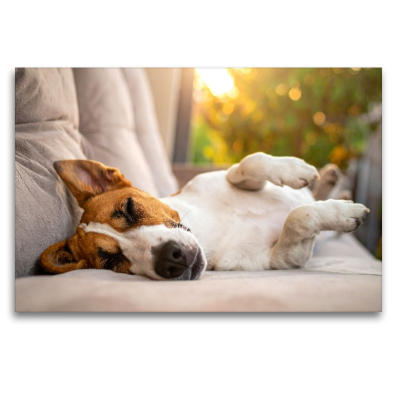 Terrier vor der nächsten Action im seligen Schlaf