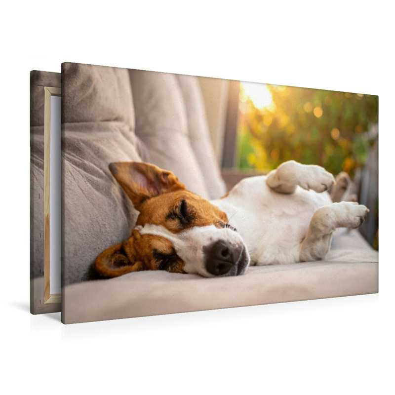 Terrier vor der nächsten Action im seligen Schlaf