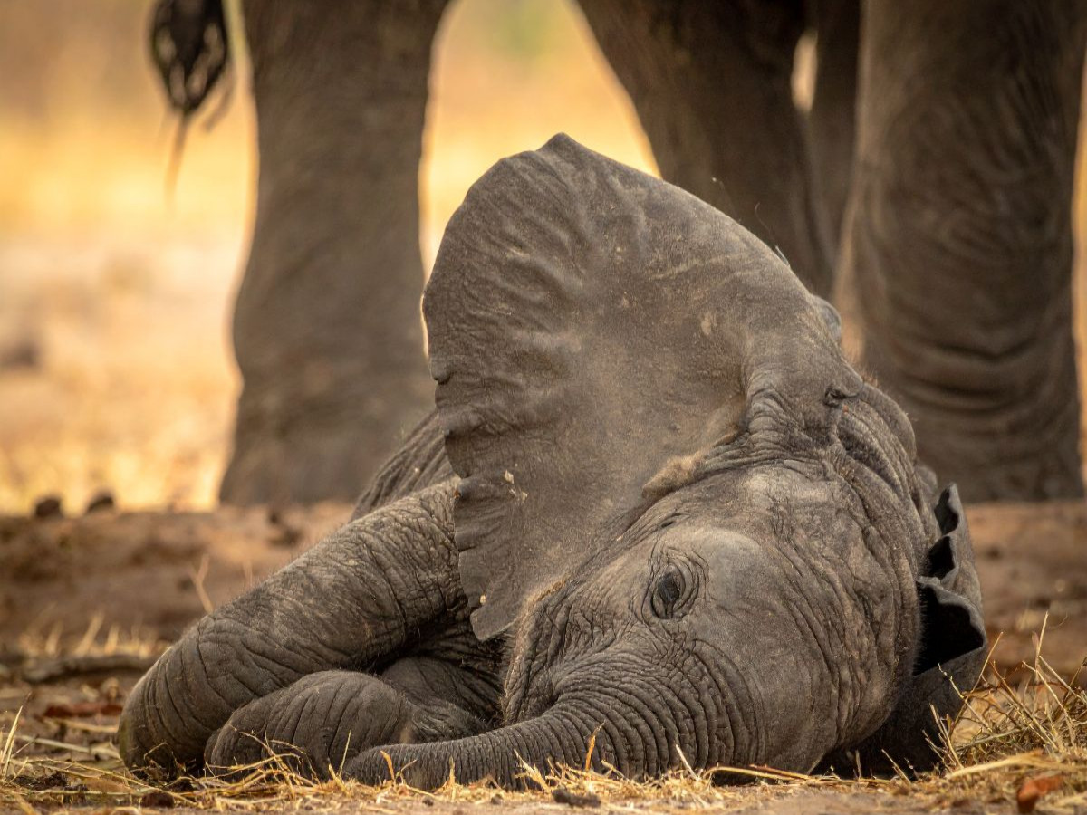 Elefantenbaby schlafend und gut beschützt