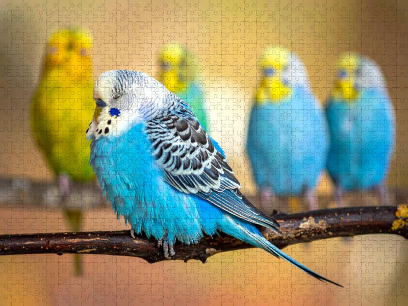 Wellensittich im Traumland