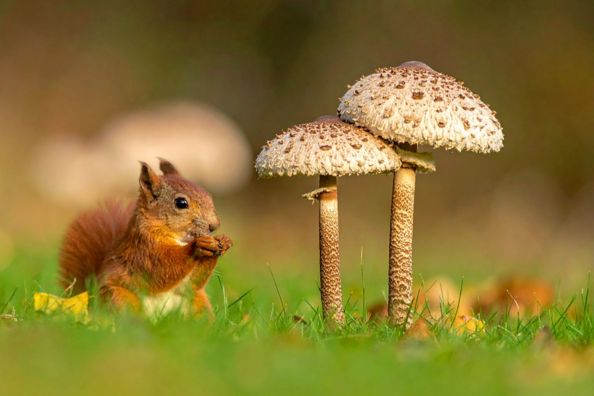 Parasolpilz und Eichhörnchen