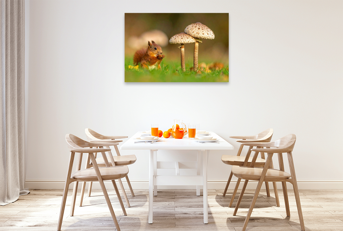 Parasolpilz und Eichhörnchen