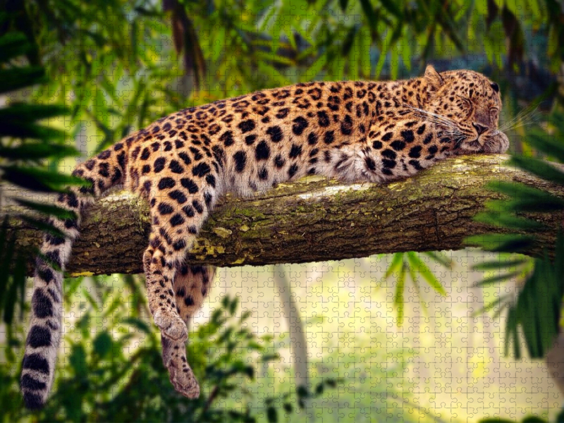 Leopard mit Auszeit auf einem Baum