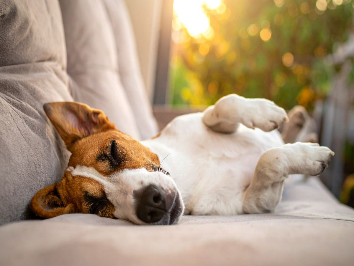 Terrier vor der nächsten Action im seligen Schlaf
