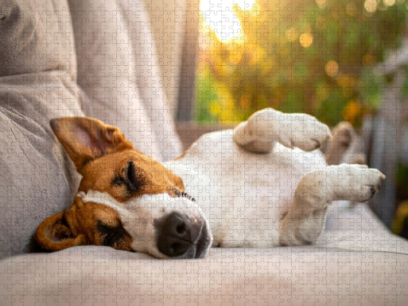 Terrier vor der nächsten Action im seligen Schlaf