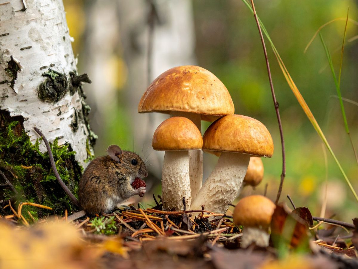 Pilzbesuch - Rotkappen und Maus