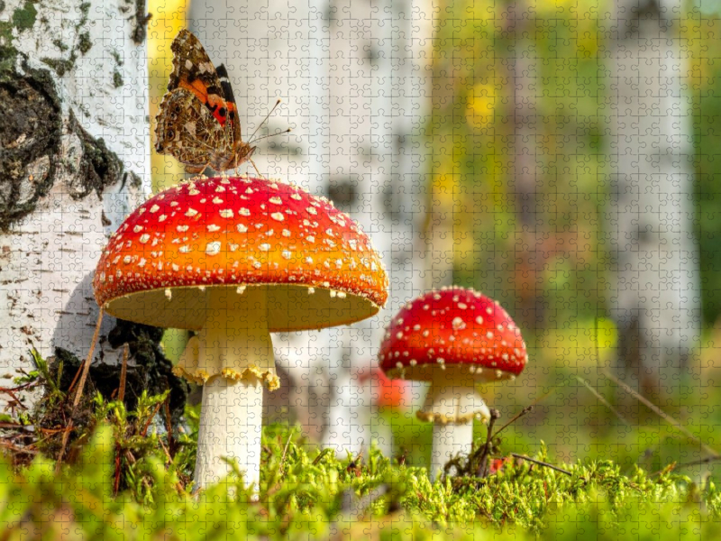 Pilzbesuch - Fliegenpilze und Schmetterling