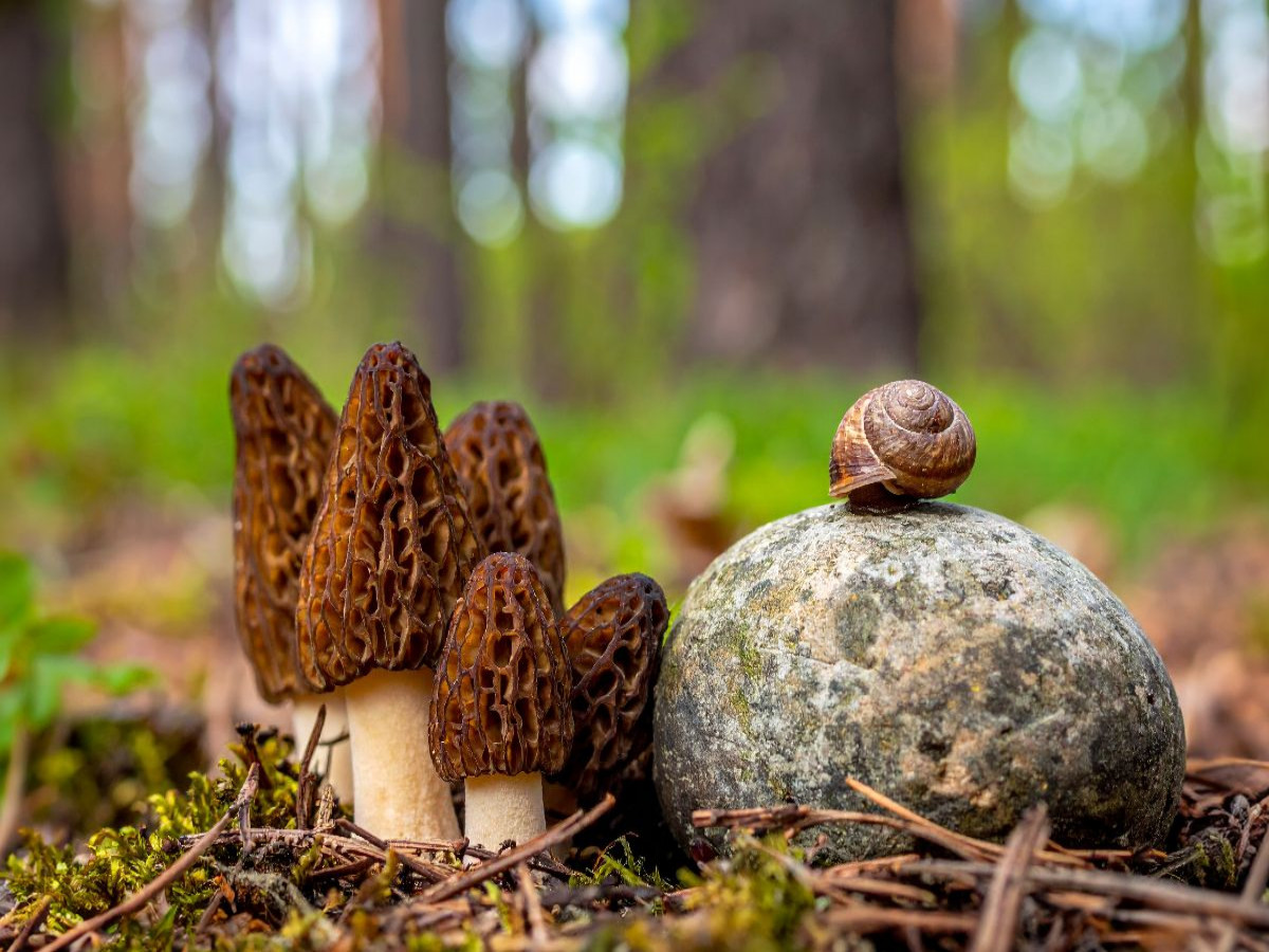 Pilzbesuch - Morcheln und Schnecke