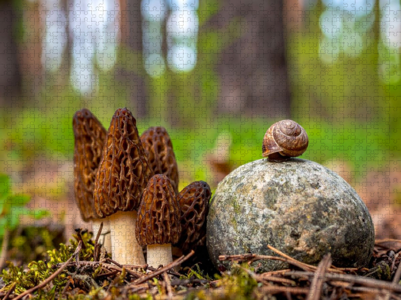 Pilzbesuch - Morcheln und Schnecke