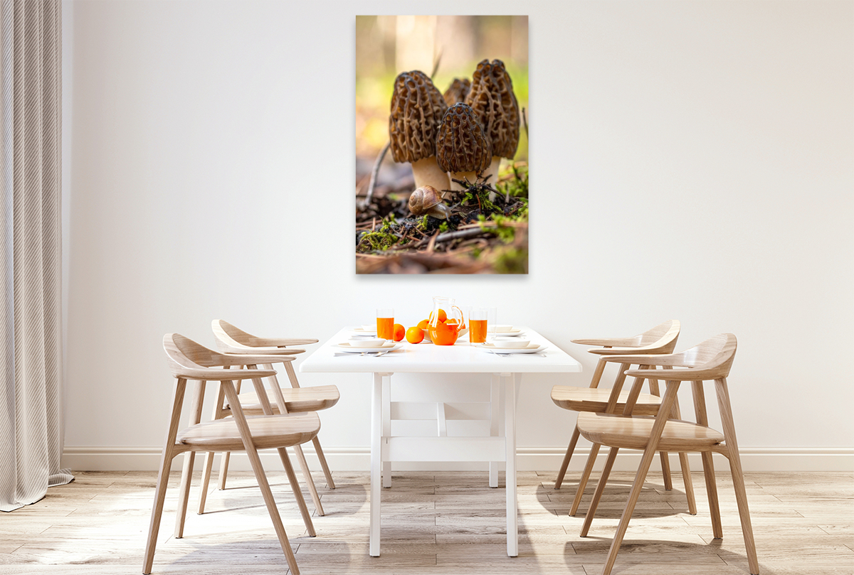 Morcheln und Schnecke