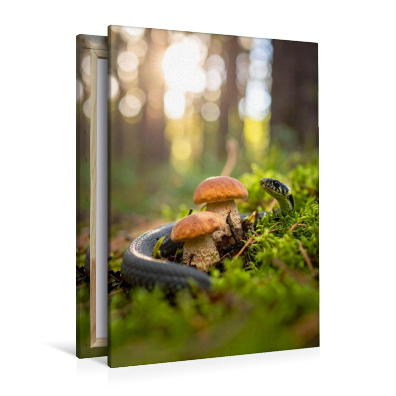 Rotkappen und Ringelnatter