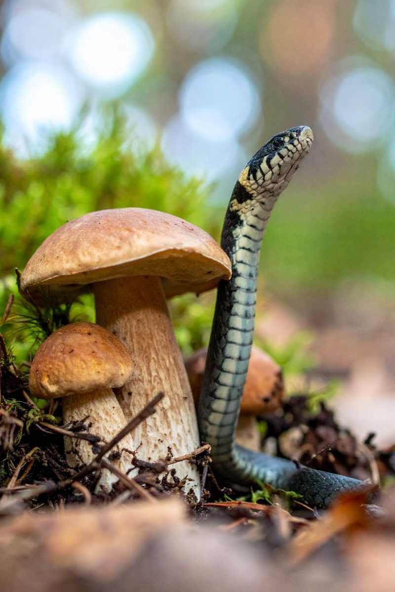 Steinpilz und Ringelnatter