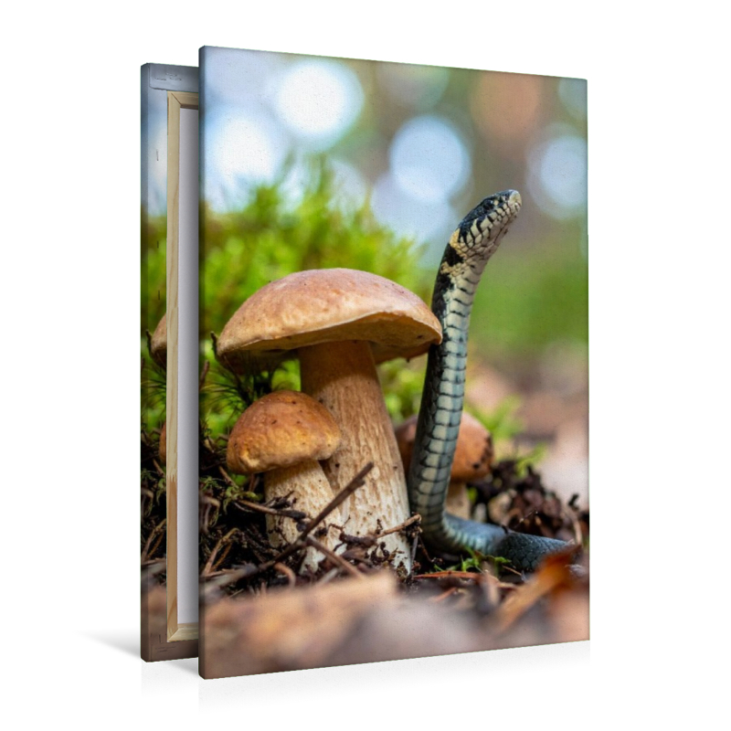 Steinpilz und Ringelnatter