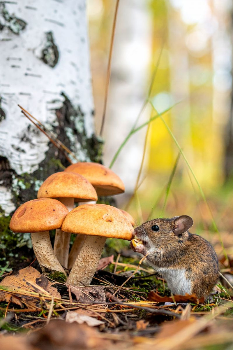 Birkenpilze und Maus