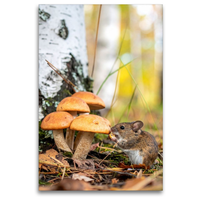 Birkenpilze und Maus