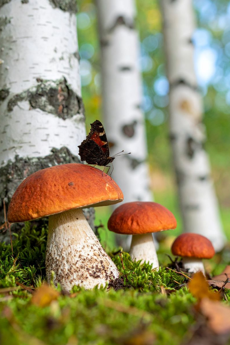 Rotkappen Pilze und Schmetterling