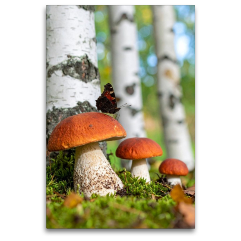 Rotkappen Pilze und Schmetterling