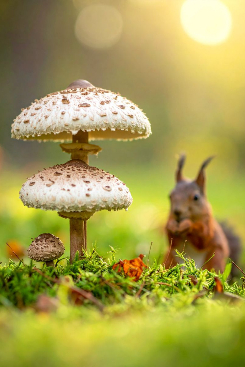 Eichhörnchen und Parasolpilze auf der Wiese