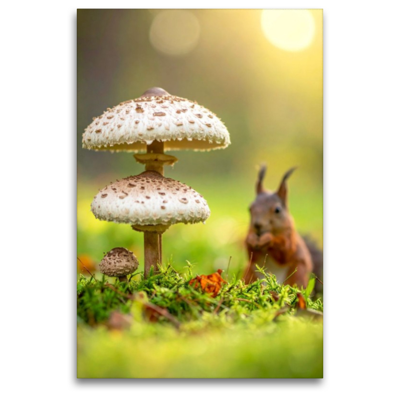 Eichhörnchen und Parasolpilze auf der Wiese