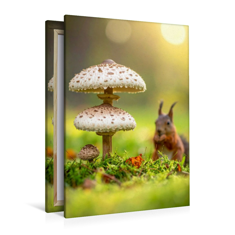 Eichhörnchen und Parasolpilze auf der Wiese