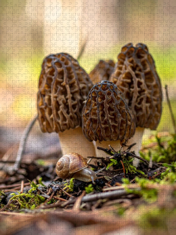 Morcheln und Schnecke