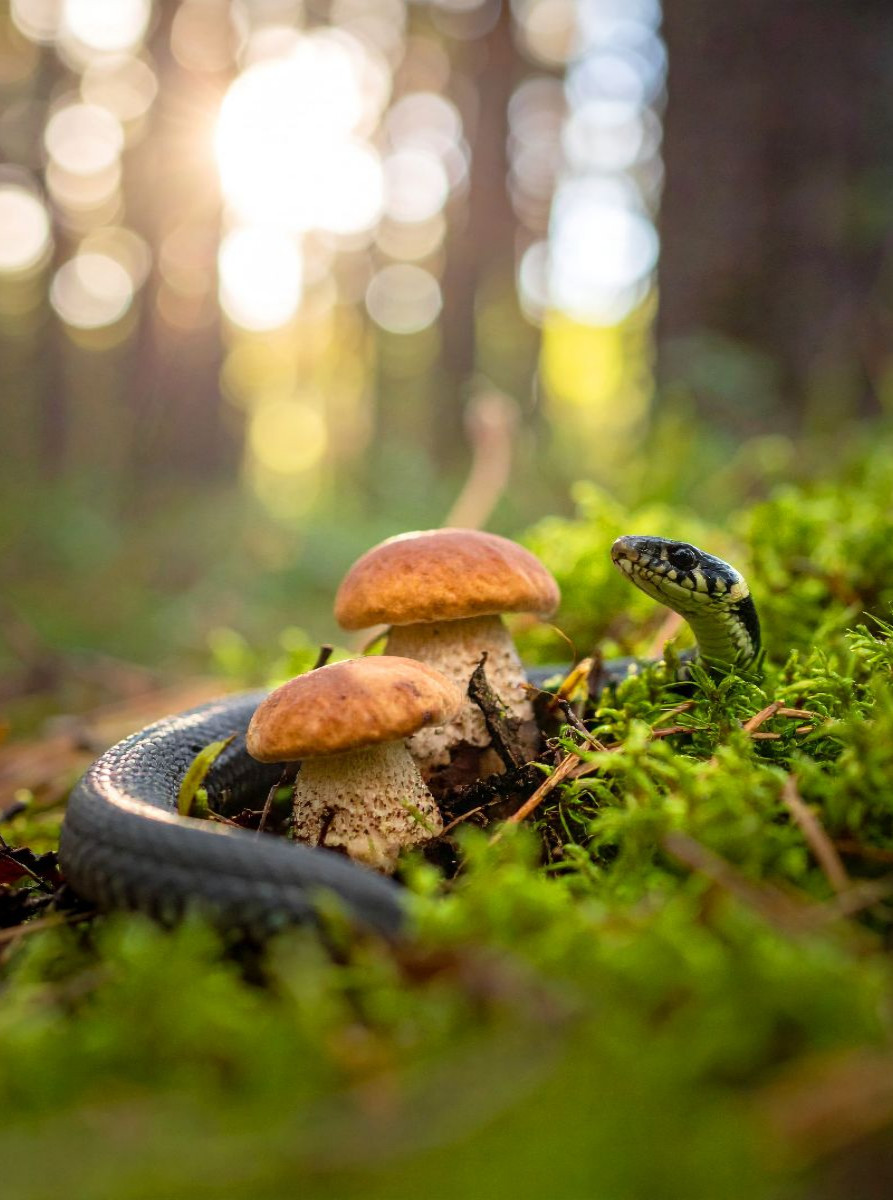 Rotkappen und Ringelnatter