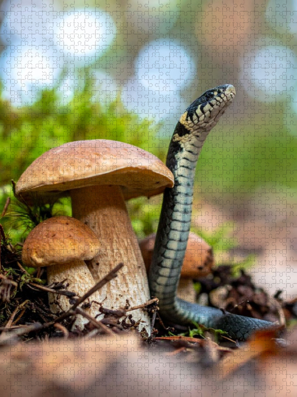 Steinpilz und Ringelnatter