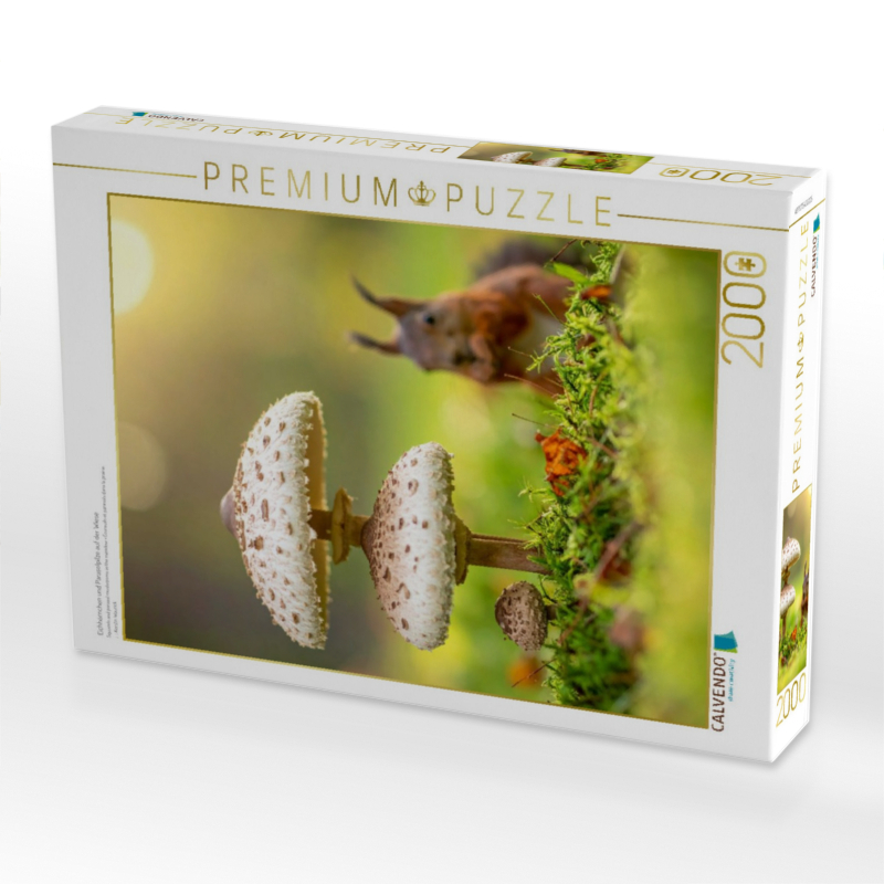 Eichhörnchen und Parasolpilze auf der Wiese