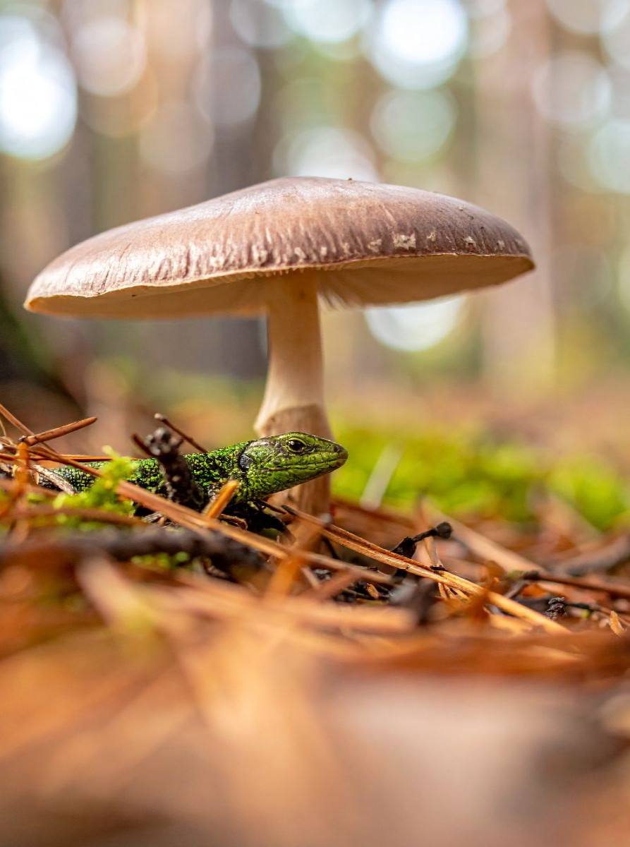 Schirmpilz und Eidechse