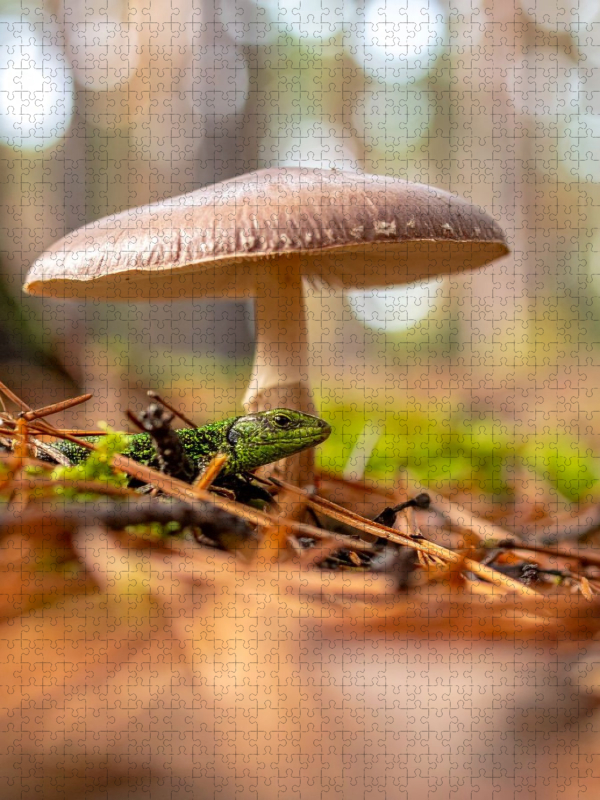 Schirmpilz und Eidechse