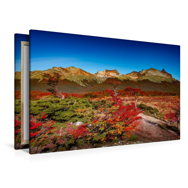 Tierra del Fuego Wald