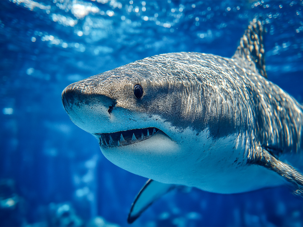 Weißer Hai in Nahaufnahme