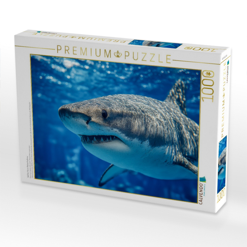 Weißer Hai in Nahaufnahme