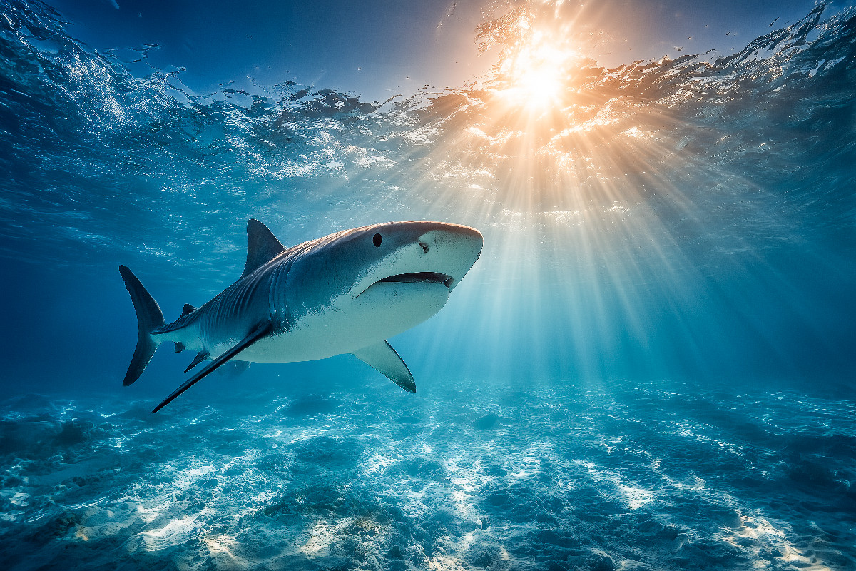 Hai im Sonnenlicht des Ozeans